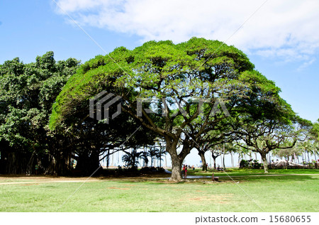 Waikiki Park 15680655