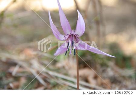 Kagakuri of Mt. Kagakuri of Mt. 15680700