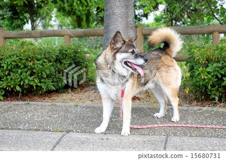 狗散步時 15680731