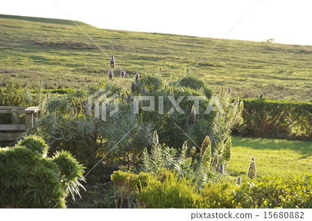 Prairie and garden 15680882