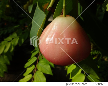 Tsurumi-Miyako · blooming and this flower hall 15680975