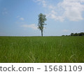 Prairie trees 15681109