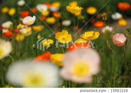 Island Poppy Island Poppy 15681226
