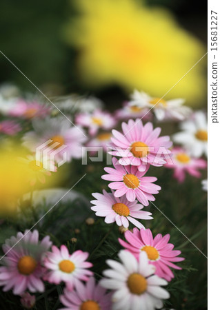 Margaret Margaret 15681227