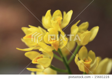 Ginran Ginran 15681228