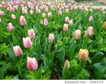 明石海峽公園，Hana Midori Fair 15681372