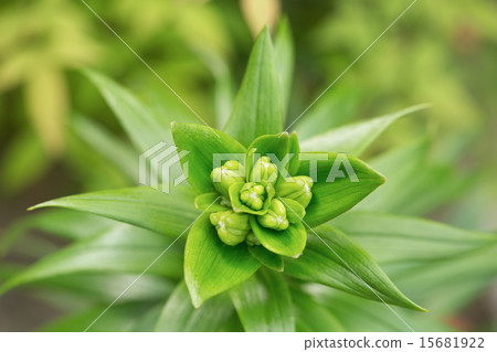 Lily buds 15681922
