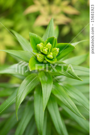 莉莉發芽 15681923