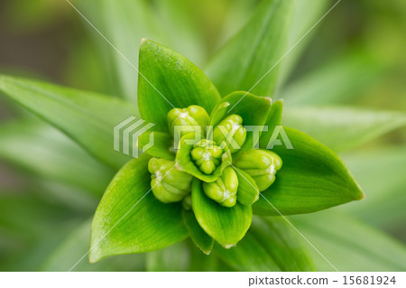 Lily buds 15681924