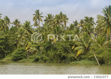 Allepey backwaters boats in Kerala state, India 15682077