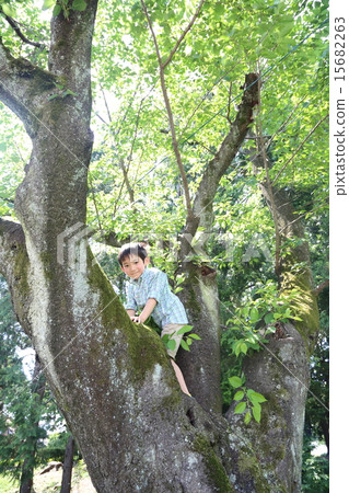 Children climbing trees 15682263