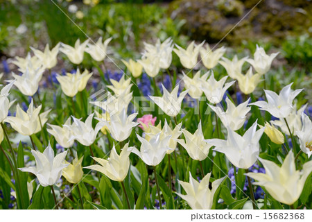 白色鬱金香 15682368
