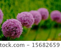 Allium glove master 15682659