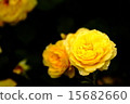 Sunlight Romantica 15682660