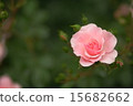 Bonica 15682662