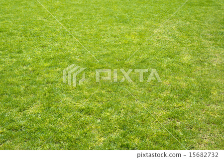 Green grass field 15682732