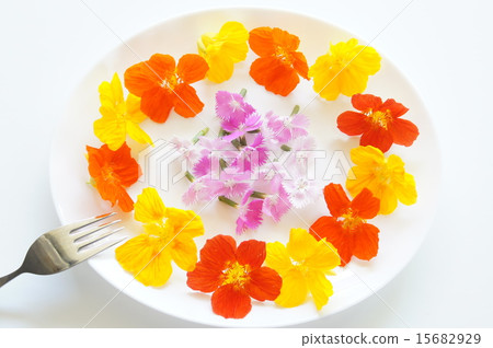 食用花卉 15682929