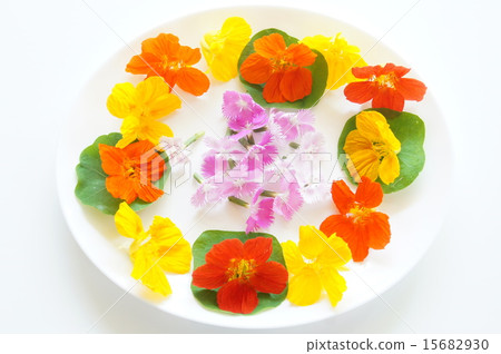 食用花卉 15682930