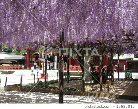 Spring Kasama Inari shrine in which the wisteria of Yae and Oto are in bloom 15683013