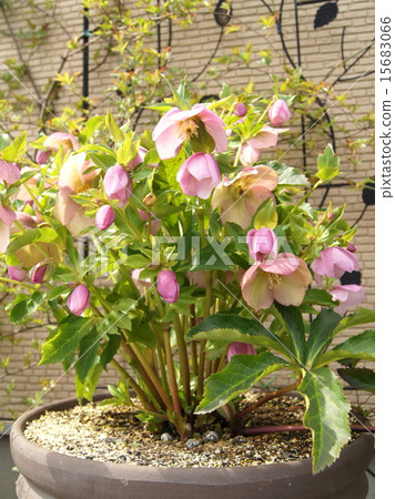 Potted plants of Christmas rose (pink) Potted plants of Christmas rose (pink) 15683066