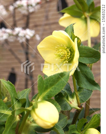 聖誕節玫瑰（黃色）盆栽植物 15683212