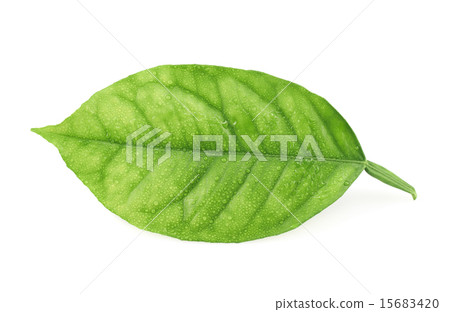 Lemon tree leaf isolated 15683420