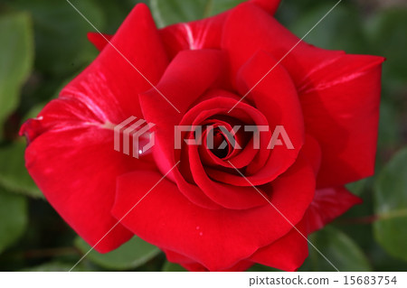 Beeffer's Rose Beeffer's Rose 15683754