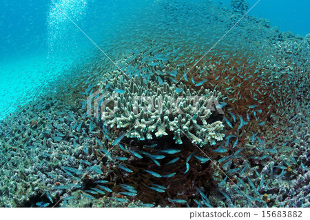 珊瑚和天空的肌肉 15683882