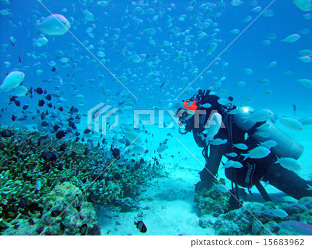 Coral and tropical fish and diver 15683962