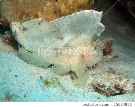 Hadaka Haokoze 15683996