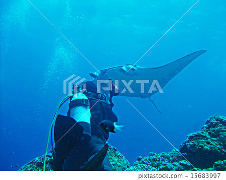 Diver and Manta 15683997
