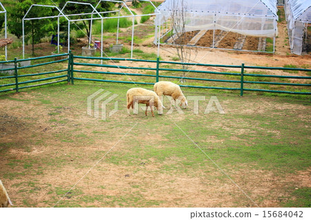 sheep in fram meadow 15684042