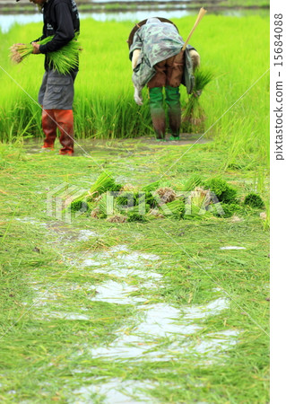 farmer working rice plant  in farm of Thailand 15684088