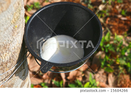 Rubber tree 15684266