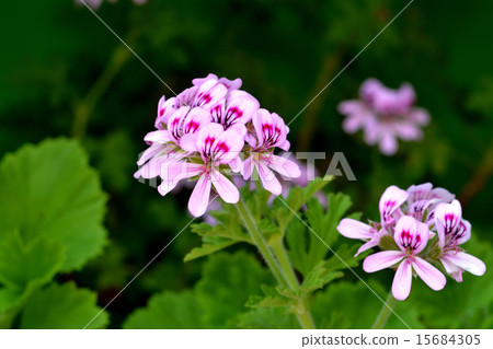 Rose geranium 15684305