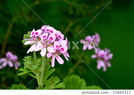 Rose geranium 15684311