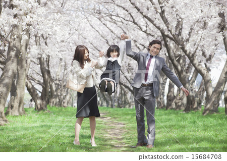 Families walking along cherry blossoms 15684708