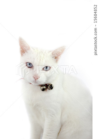 white cat 15684852