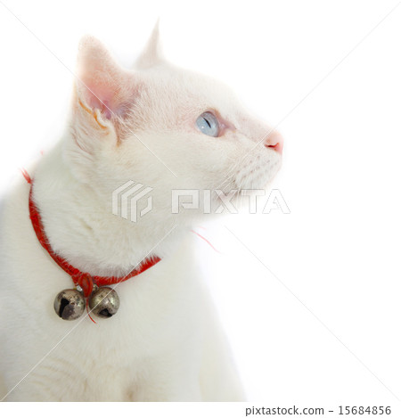 white cat 15684856