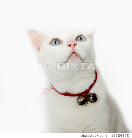 Thai white cat 15684858