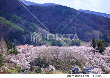 在高田市城堡廢墟公園的櫻花在伊那市長野縣 15685122