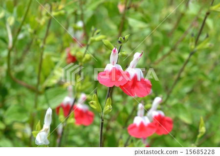 Cherry sage 15685228