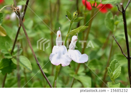 櫻桃鼠尾草 櫻桃鼠尾草 15685232