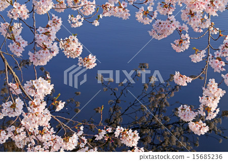 湖和櫻花 15685236