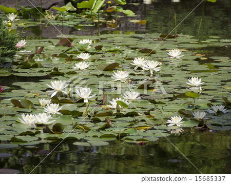 Swine group Swine group 15685337