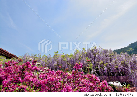 Yame Kuroki Ootoh Festival 15685472