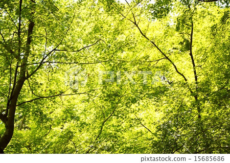 Fresh green 15685686