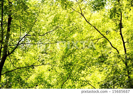 Fresh green 15685687