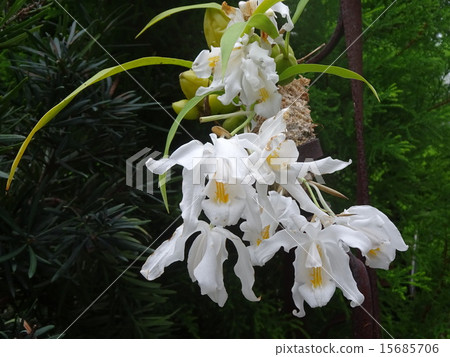 Akashi Kaikyo Park · Miraculous Star Botanical Gallery 15685706