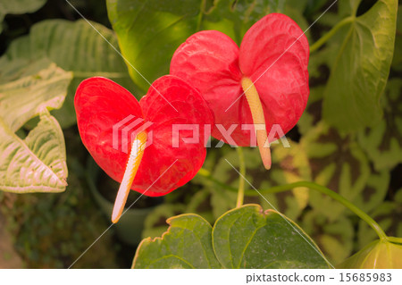 Oobeniuchiwa Oobeniuchiwa 15685983